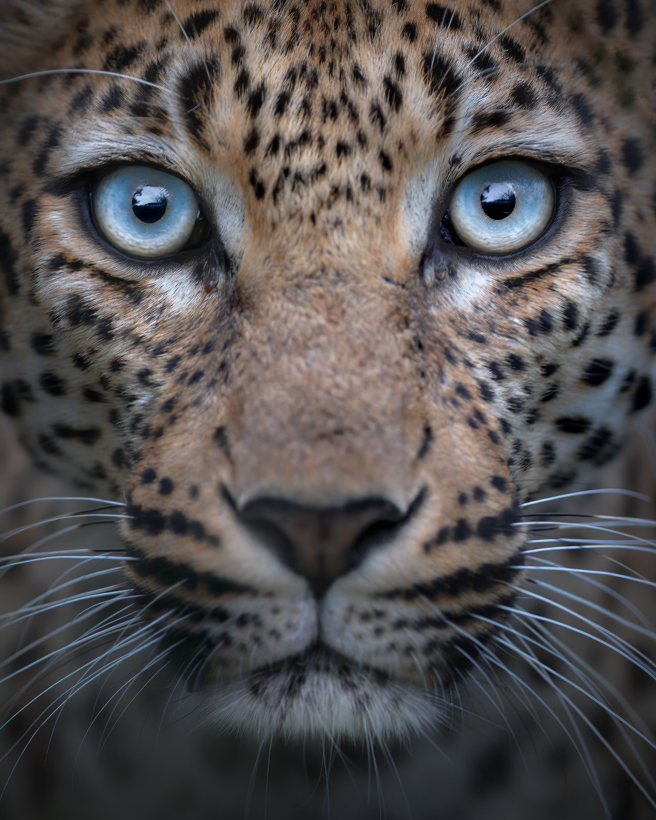leopardo nel kruger national park