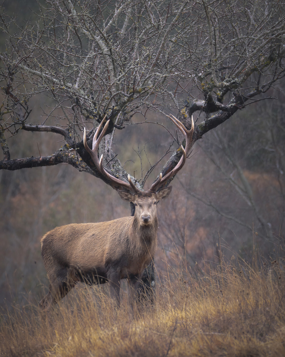 fotografia naturalistica cervo allineato con albero