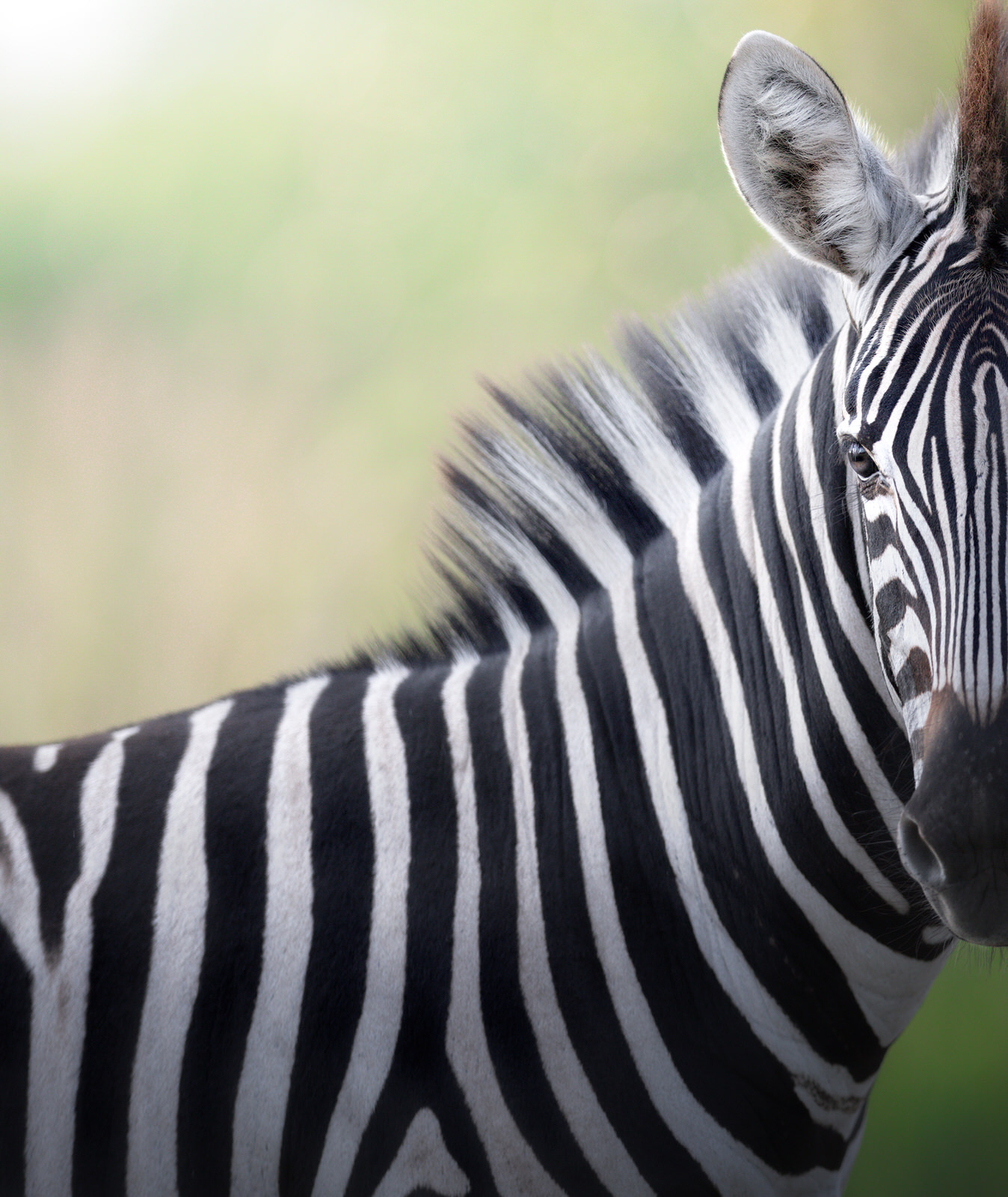 zebra fotografia naturalistica africa