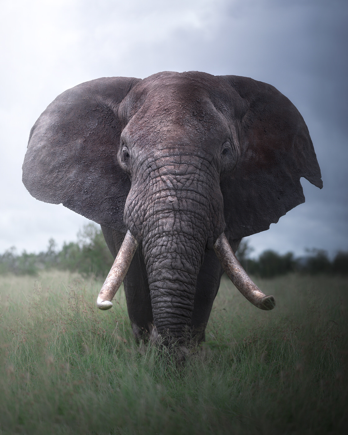 Elefante kruger national park fotografia naturalistica