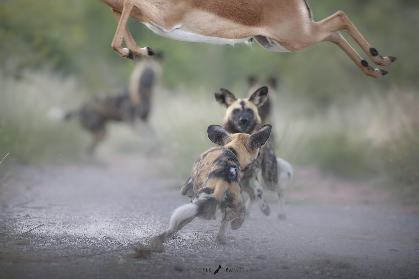 licaoni africa fotografia naturalistica