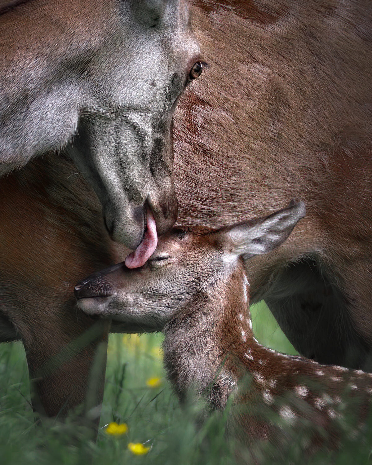 Cervo che lecca il cucciolo nel parco nazionale d'abruzzo