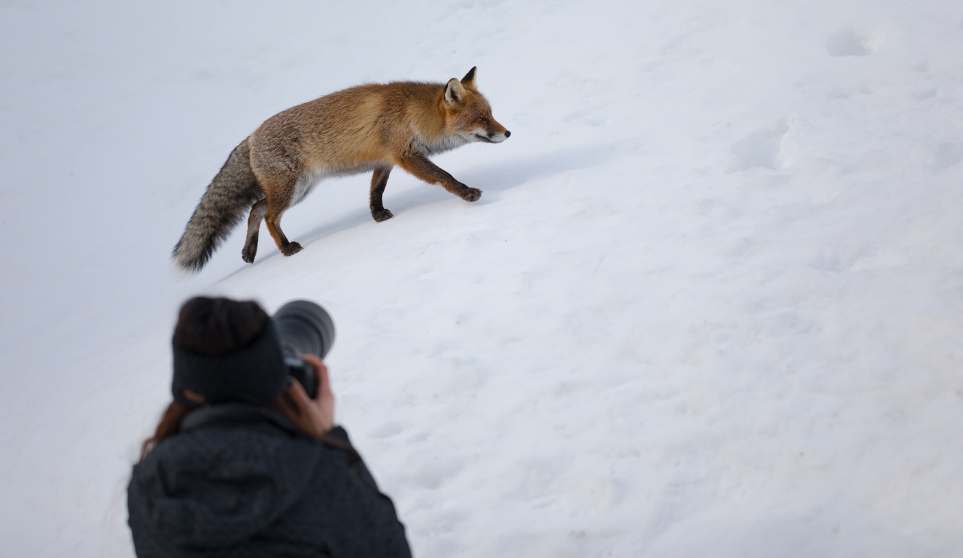 workshop di fotografia naturalistica volpe neve