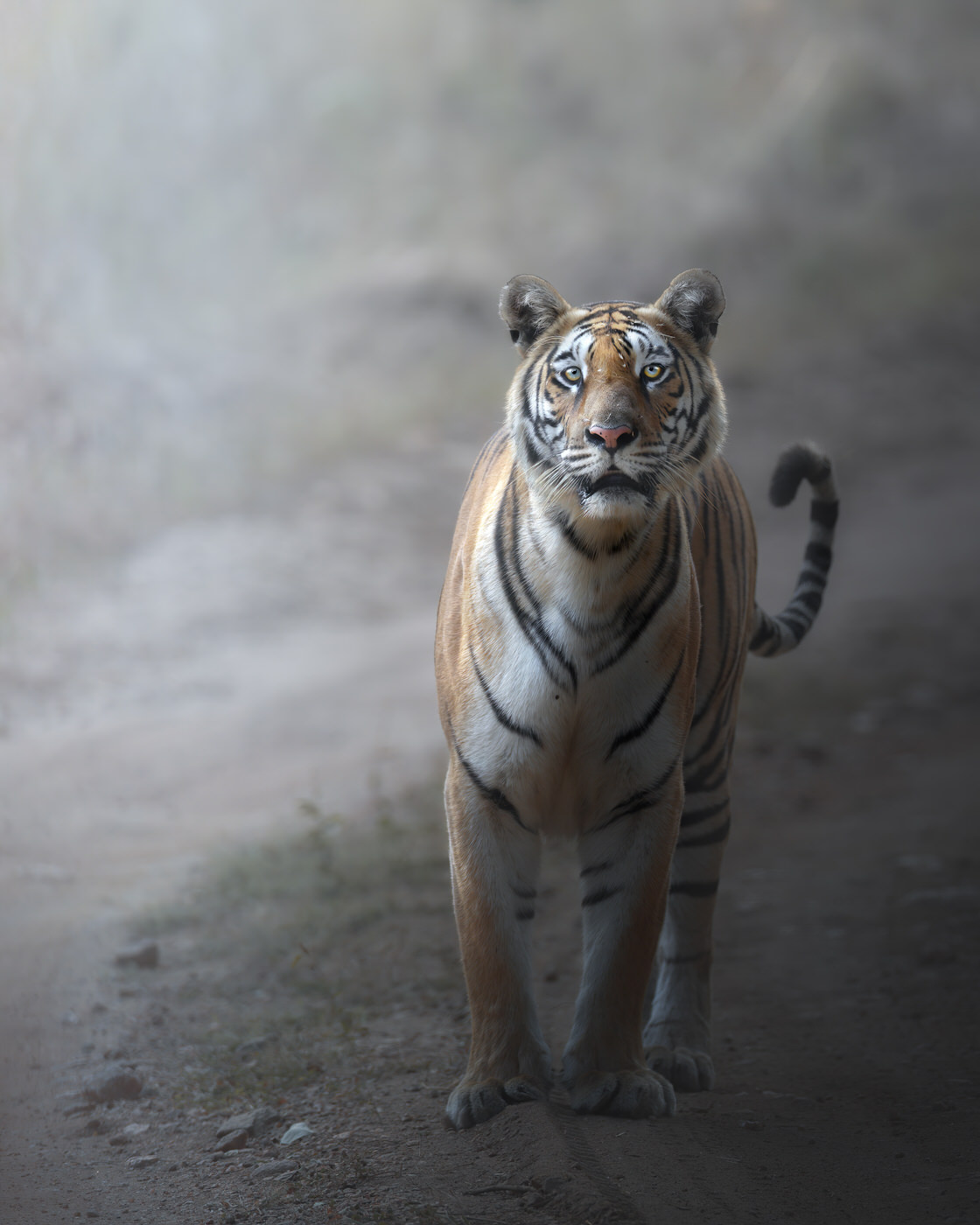 Tigre del Bengala fotografia naturalistica in India - Michele Bavassano