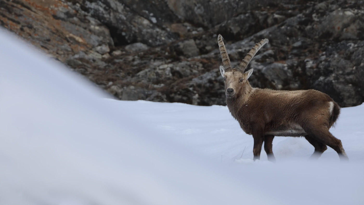 stambecco nel parco nazionale del gran paradiso