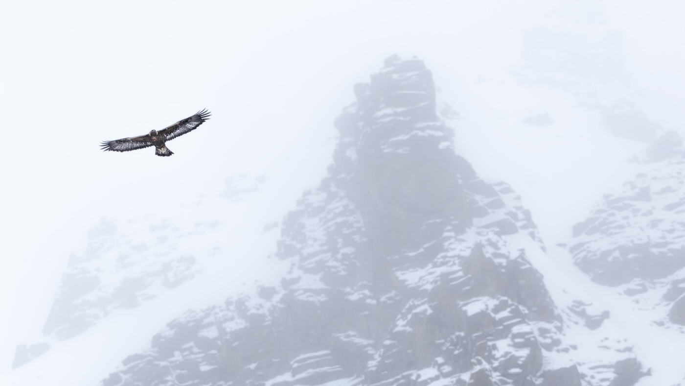 aquila reale parco nazionale del gran paradiso