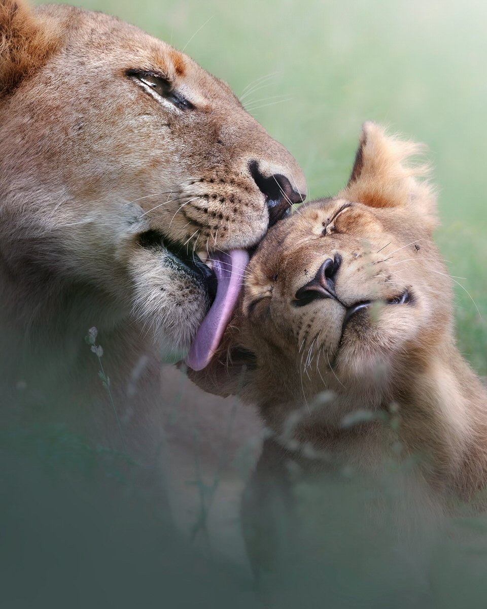 Maternal-Care leonessa e cucciolo