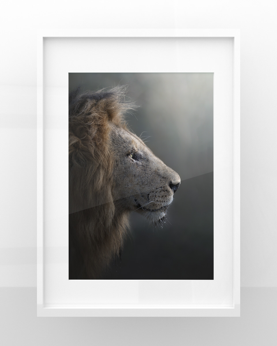 stampa fotografia naturalistica leone