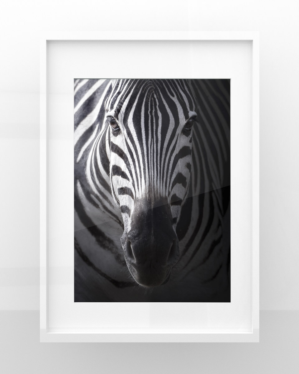 zebra stampa fotografia naturalistica