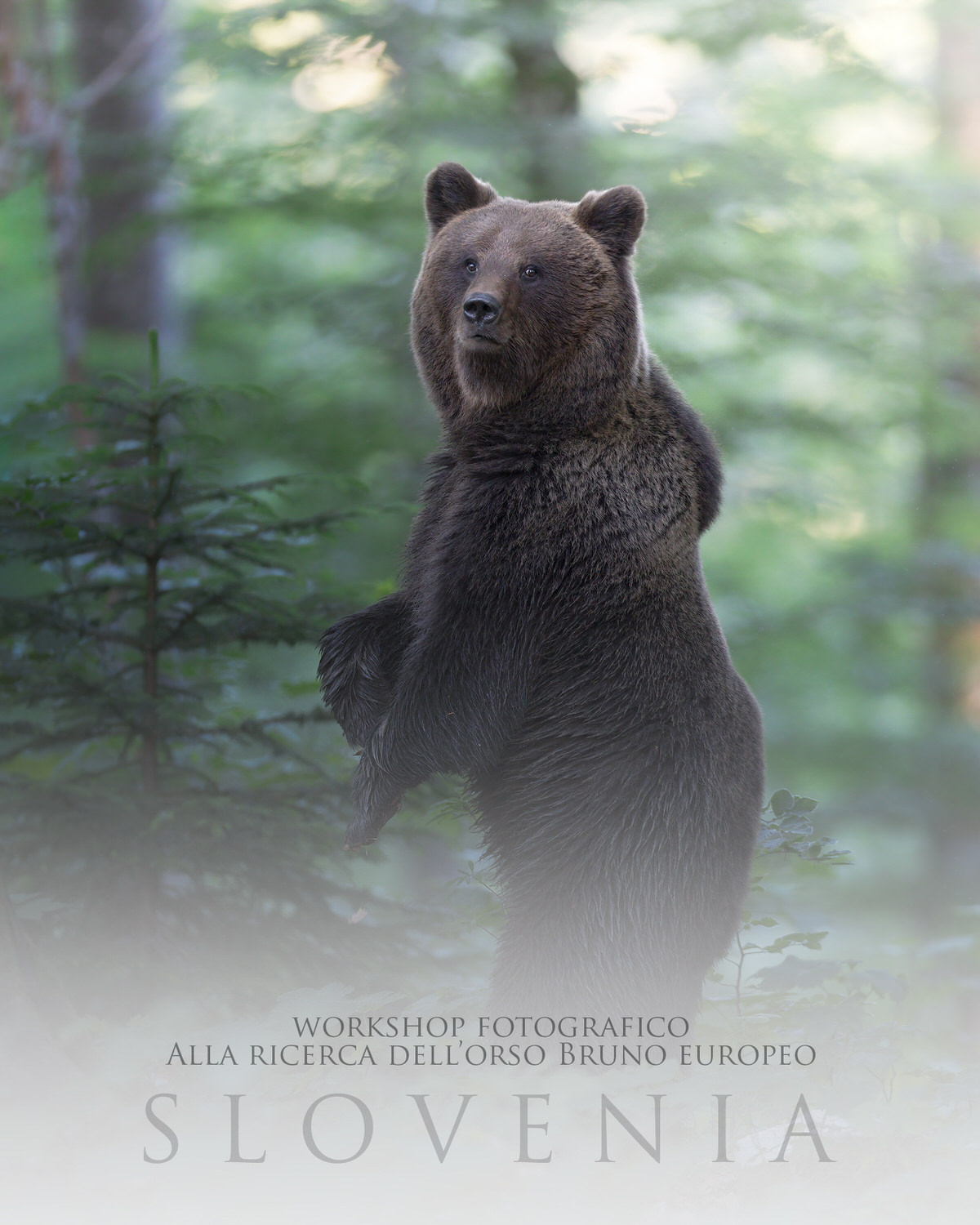 workshop di fotografia naturalistica orso bruno slovenia