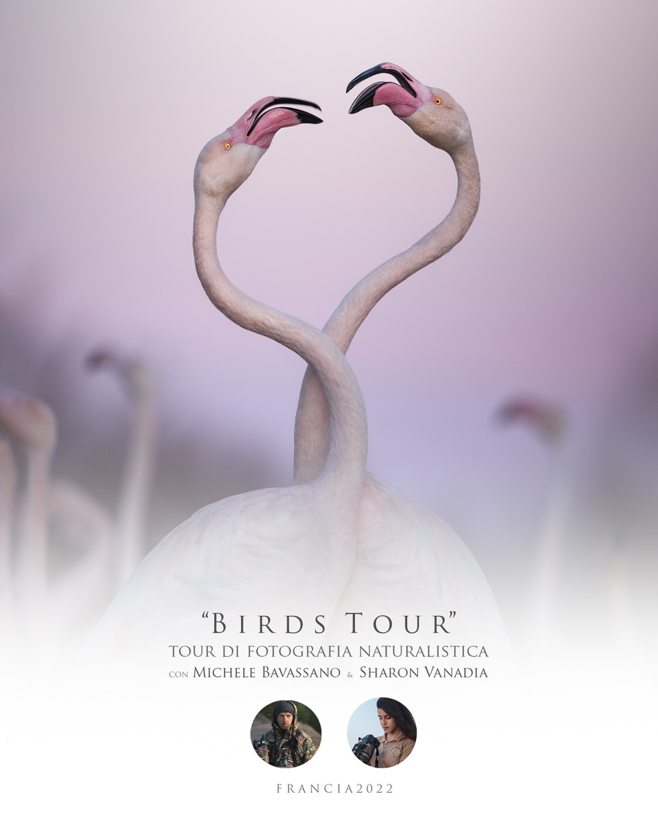 Birds Tour in Provenza - Francia