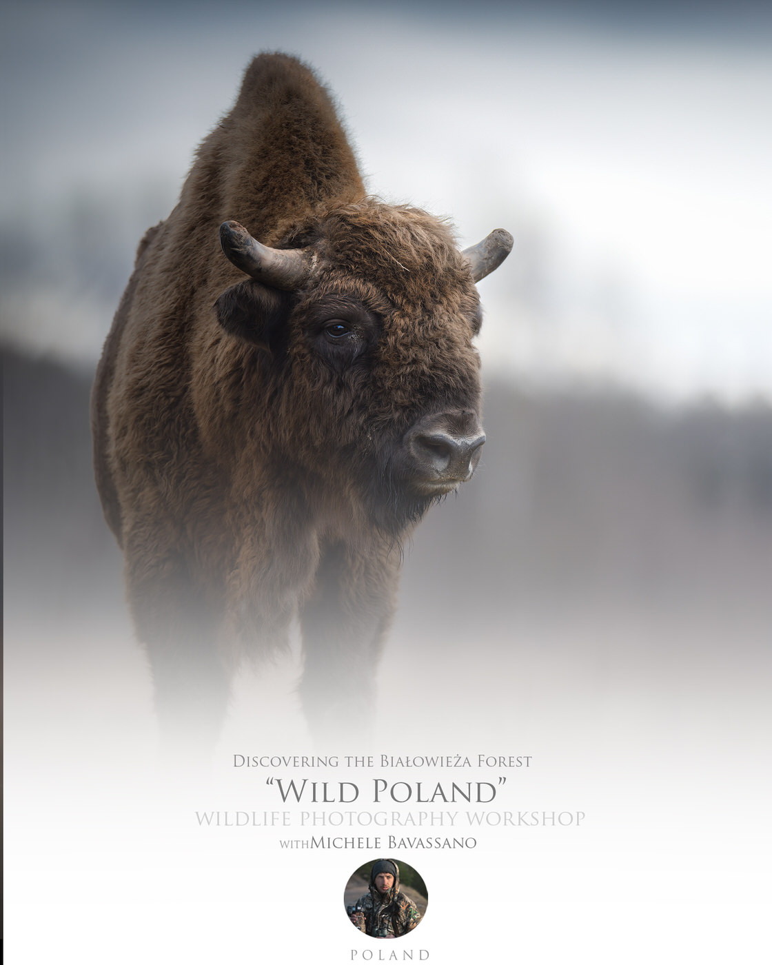 wildlife Photography workshop in Białowieża Forest