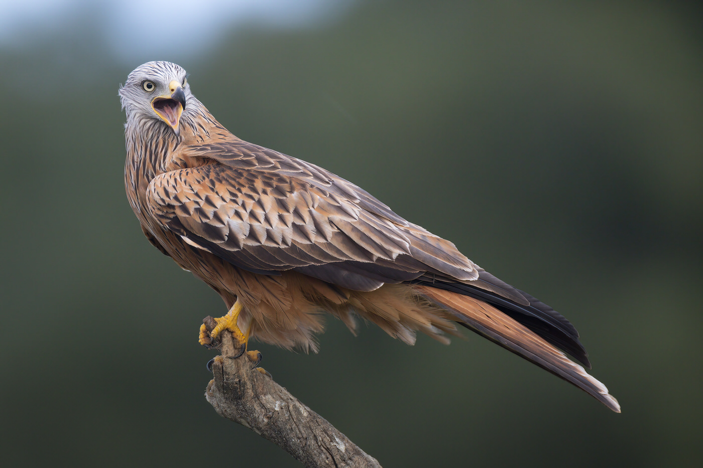 Birds Tour Spain - Viaggio fotografico in Spagna