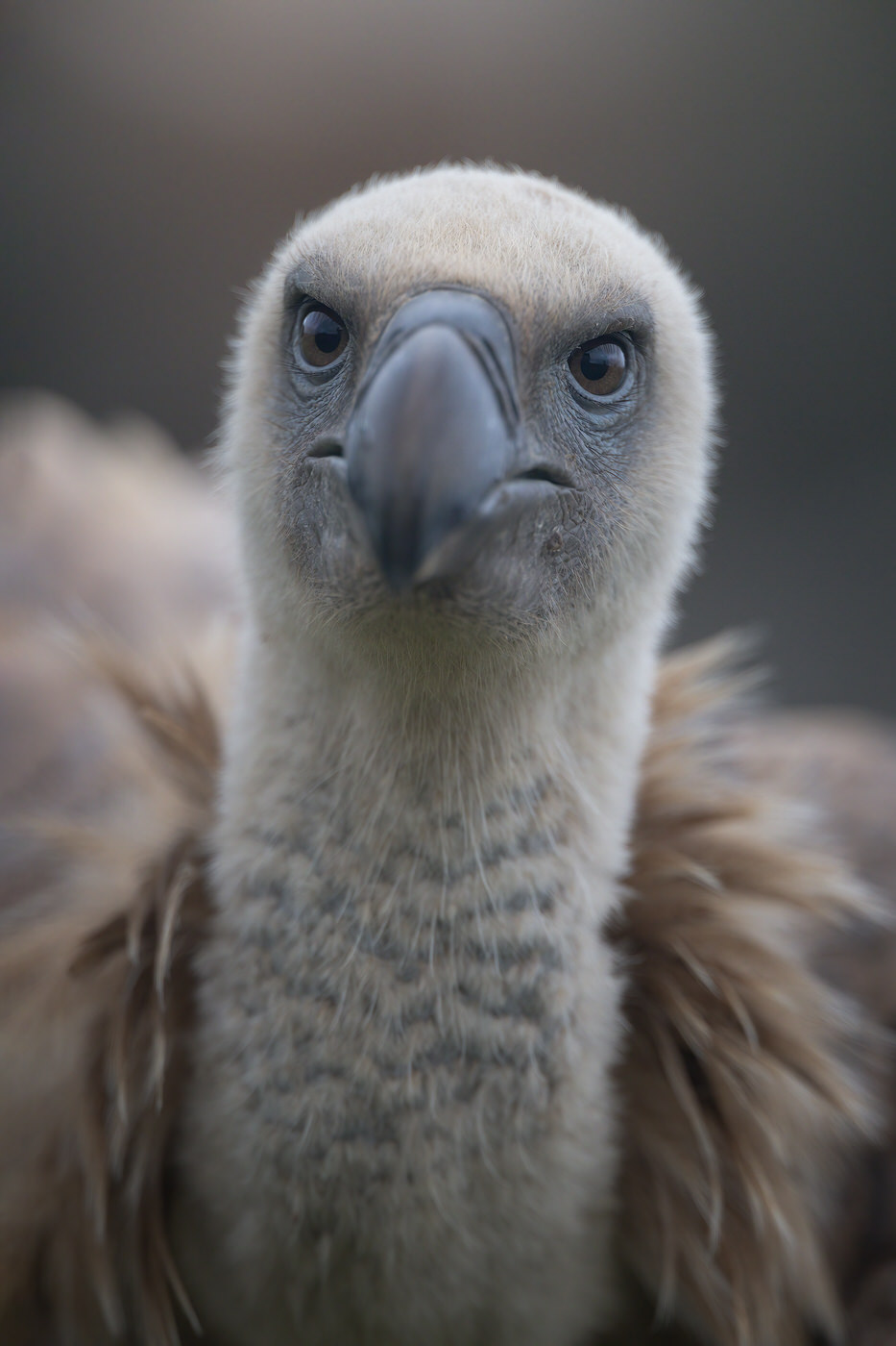 Birds Tour Spain - Viaggio fotografico in Spagna