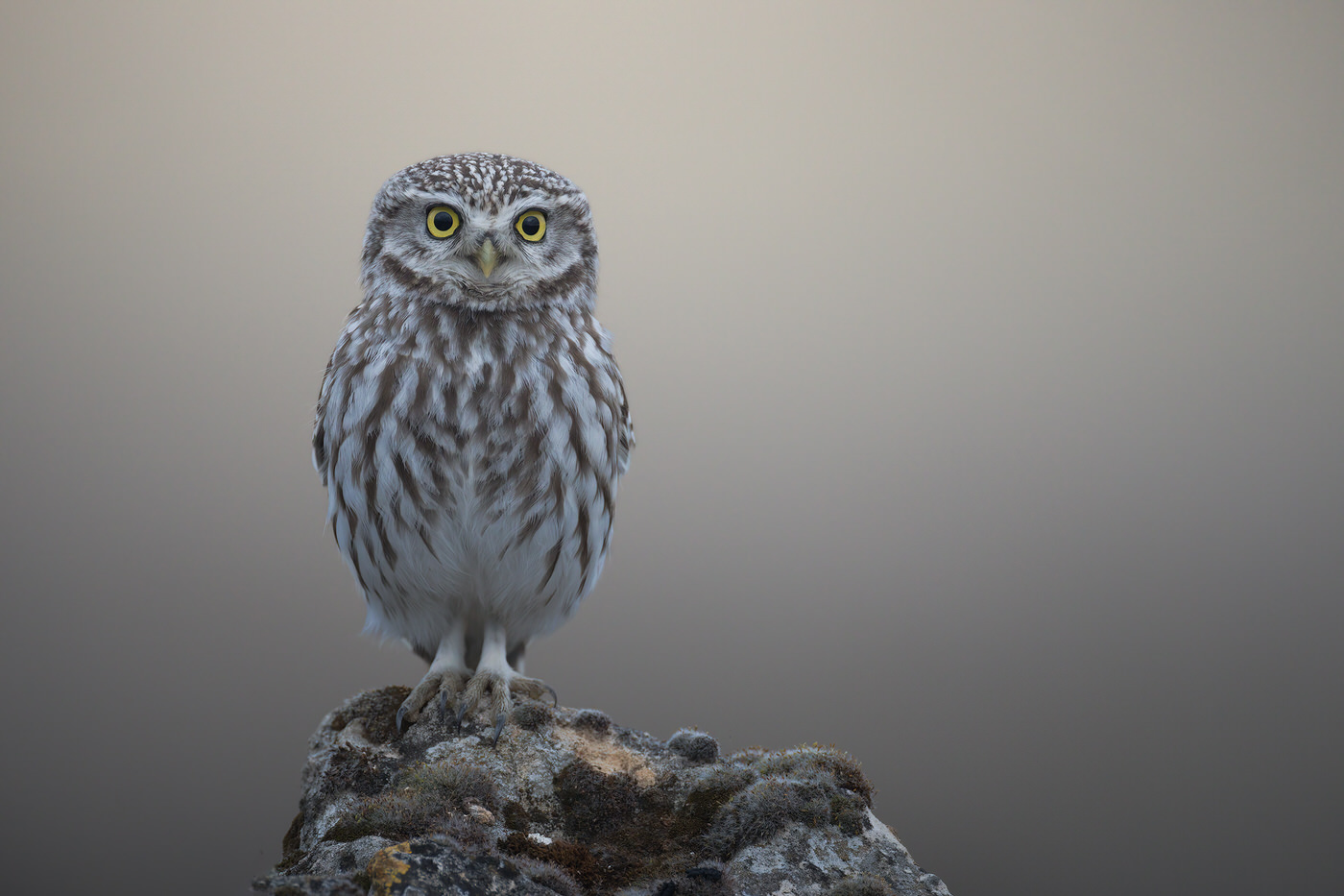 Birds Tour Spain - Viaggio fotografico in Spagna