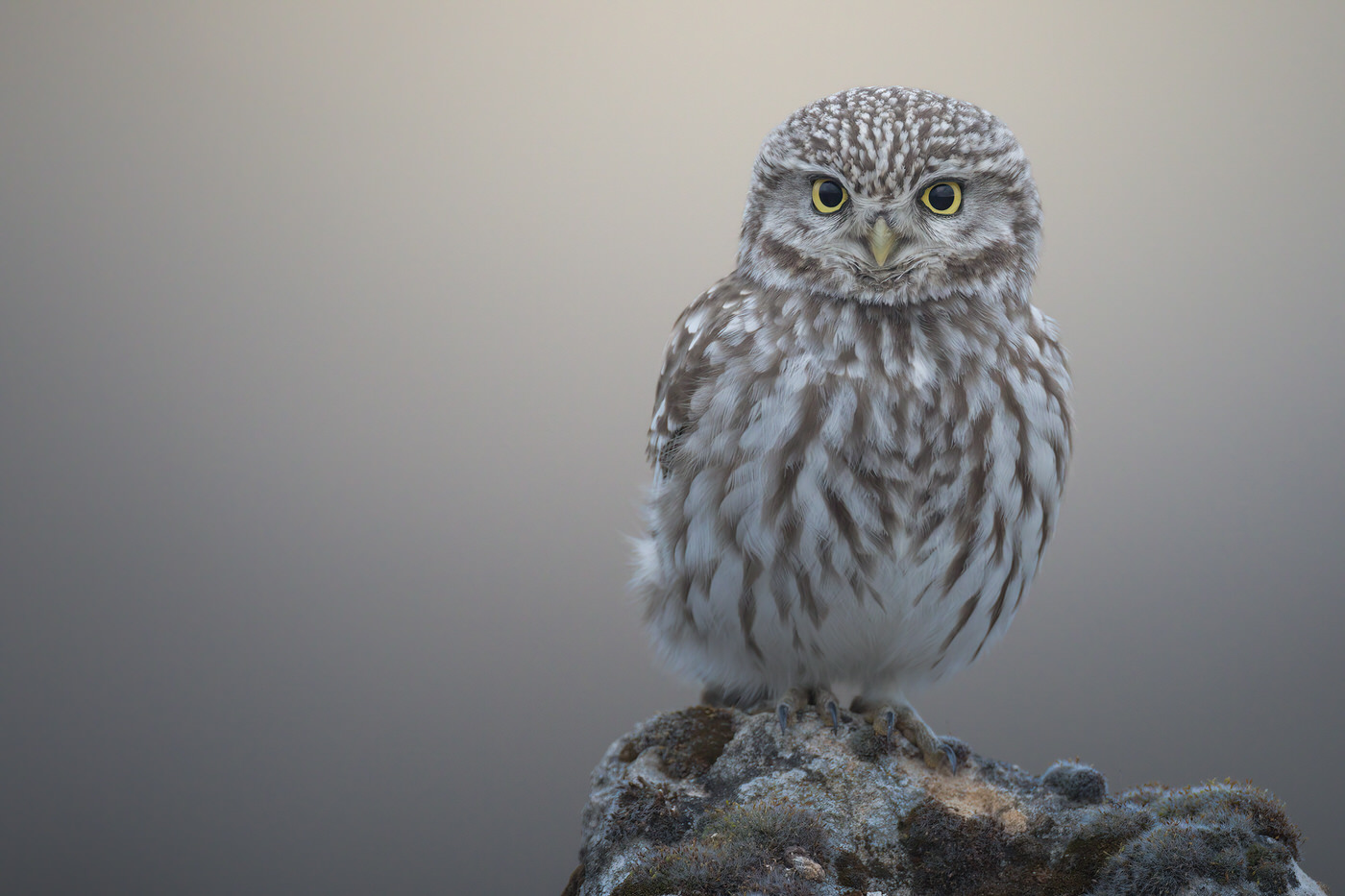 Birds Tour Spain - Viaggio fotografico in Spagna