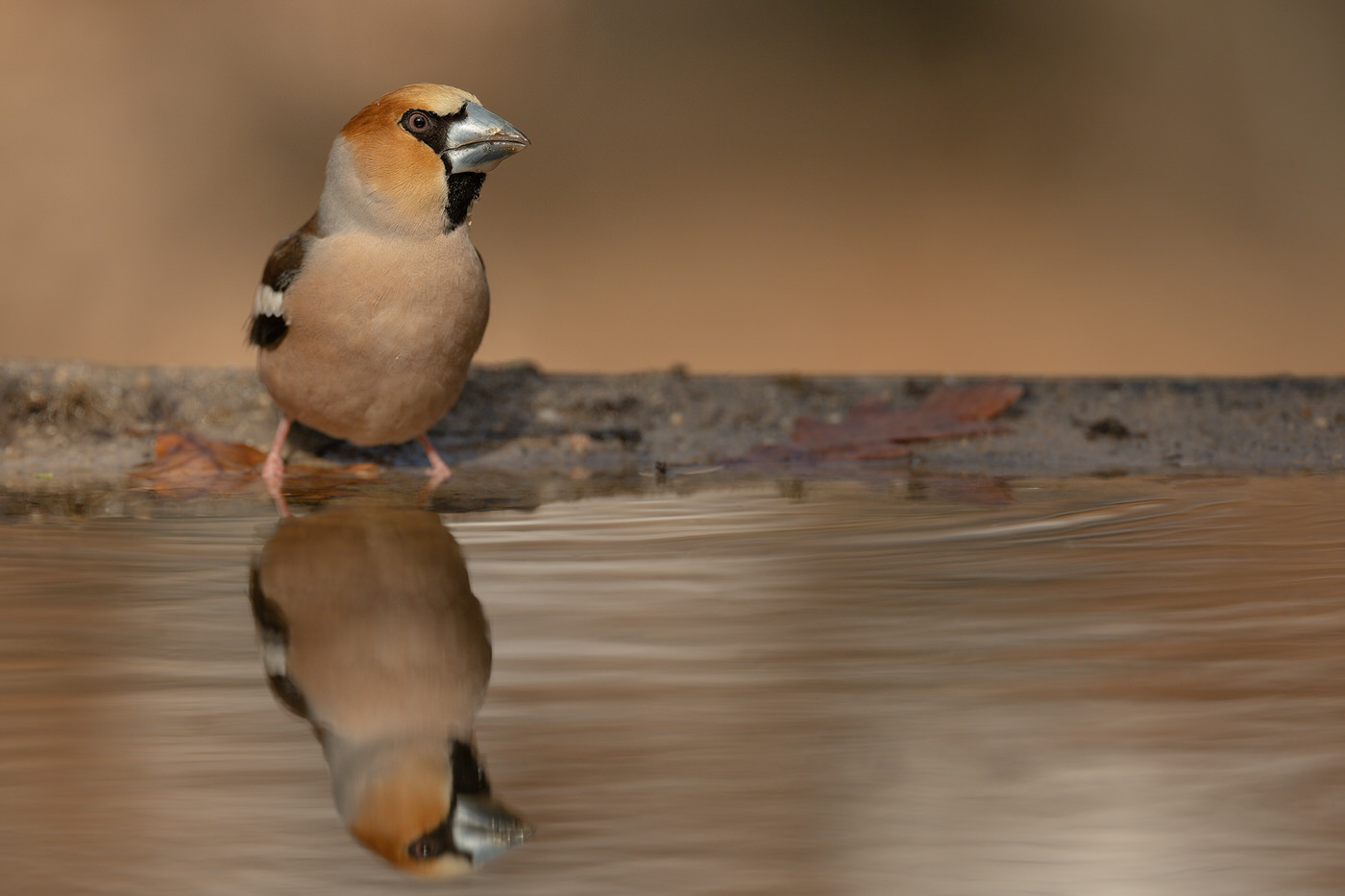 Birds Tour Spain - Viaggio fotografico in Spagna