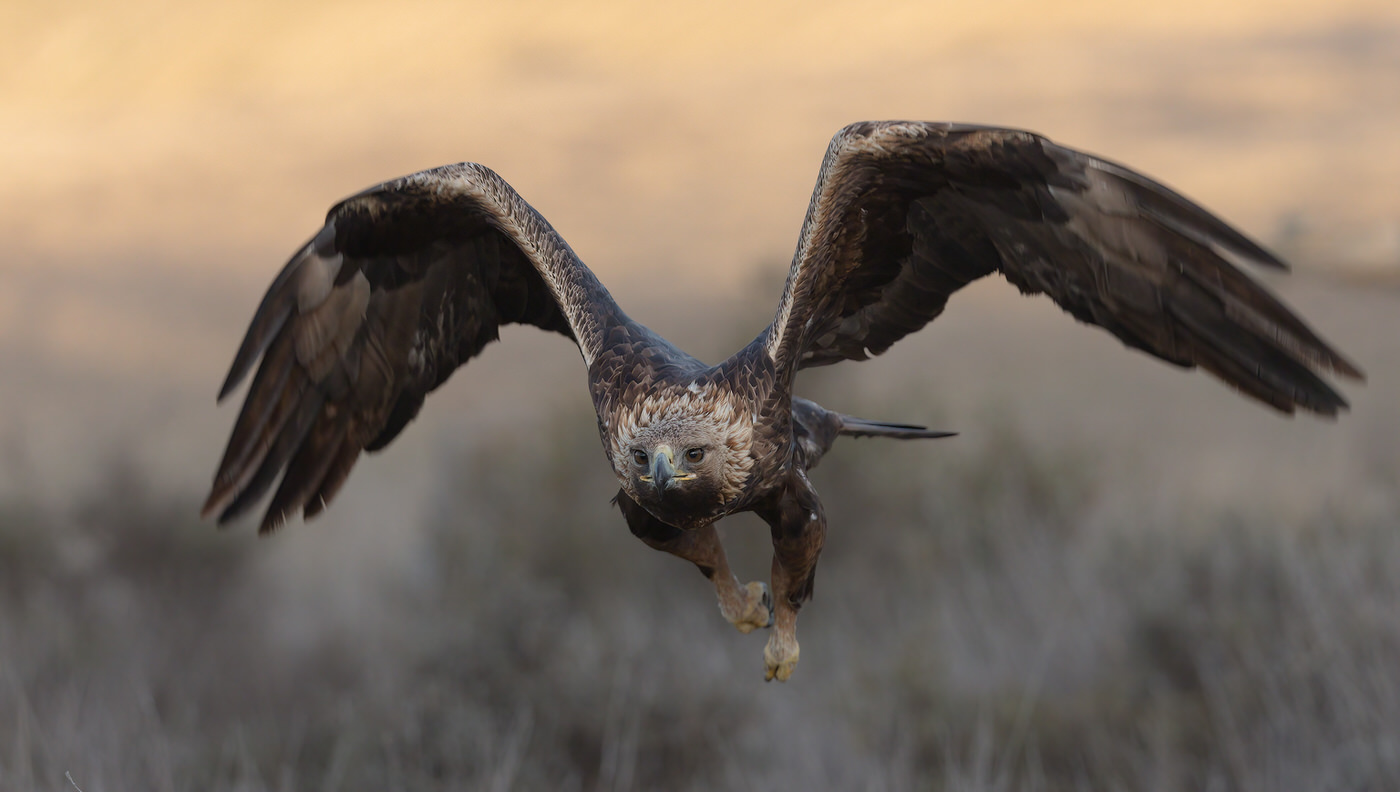 Birds Tour Spain - Viaggio fotografico in Spagna