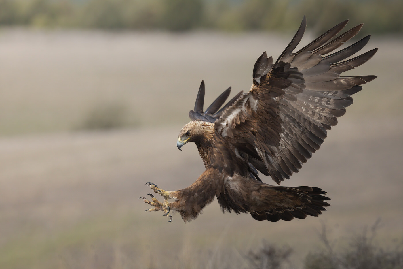 Birds Tour Spain - Viaggio fotografico in Spagna