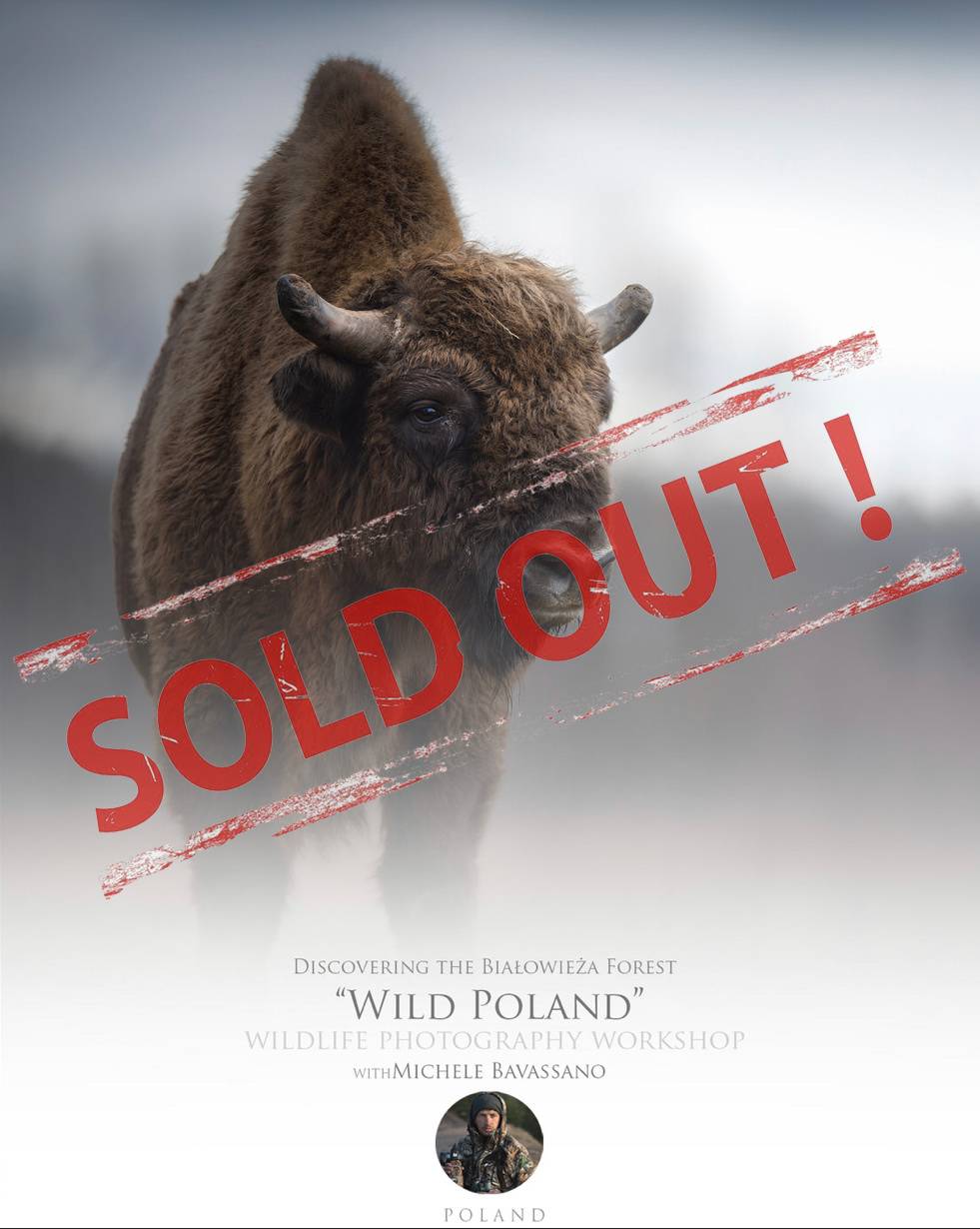 wild Poland photographic workshop sold out