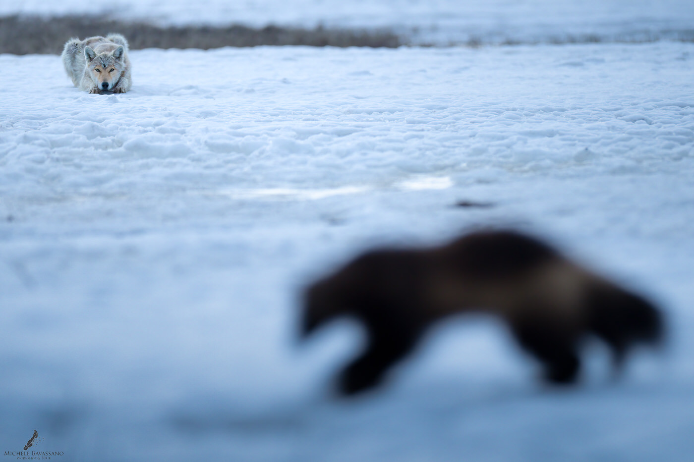 workshop fotografico in Finlandia per orsi lupi e ghiottoni