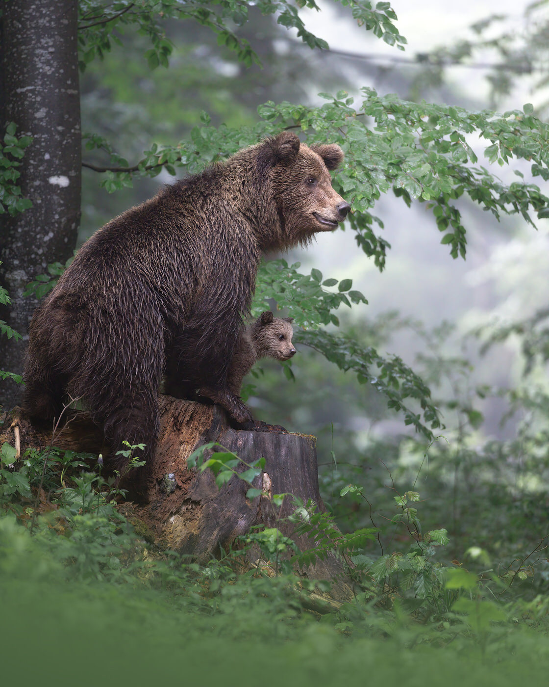 workshop di fotografia naturalistica orso bruno slovenia
