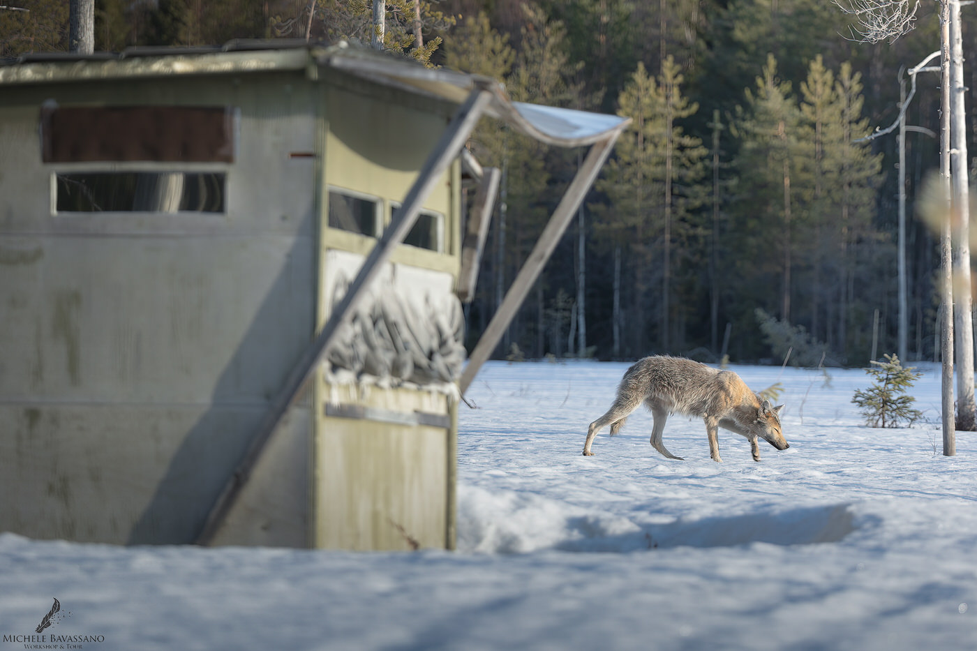 workshop fotografico in Finlandia per orsi lupi e ghiottoni