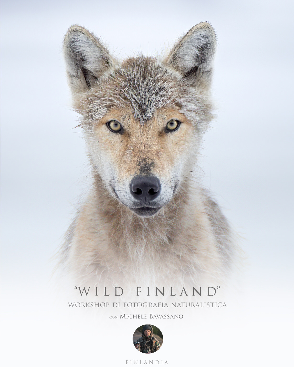 Wild Finland - workshop fotografico per orsi lupi e ghiottoni