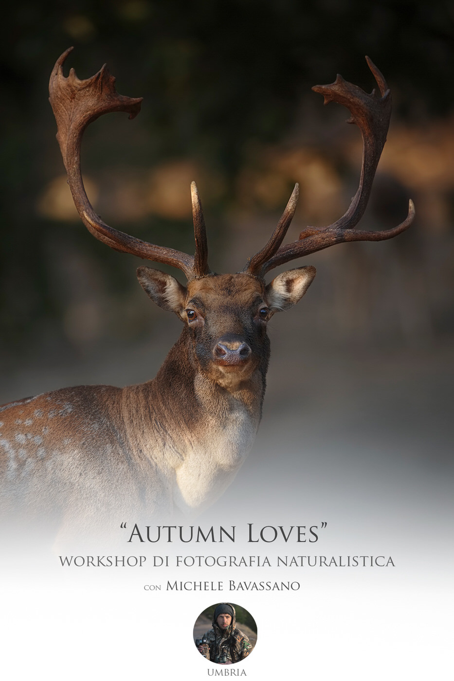 autumn loves - workshop di fotografia naturalistica durante la stagione degli amori del daino