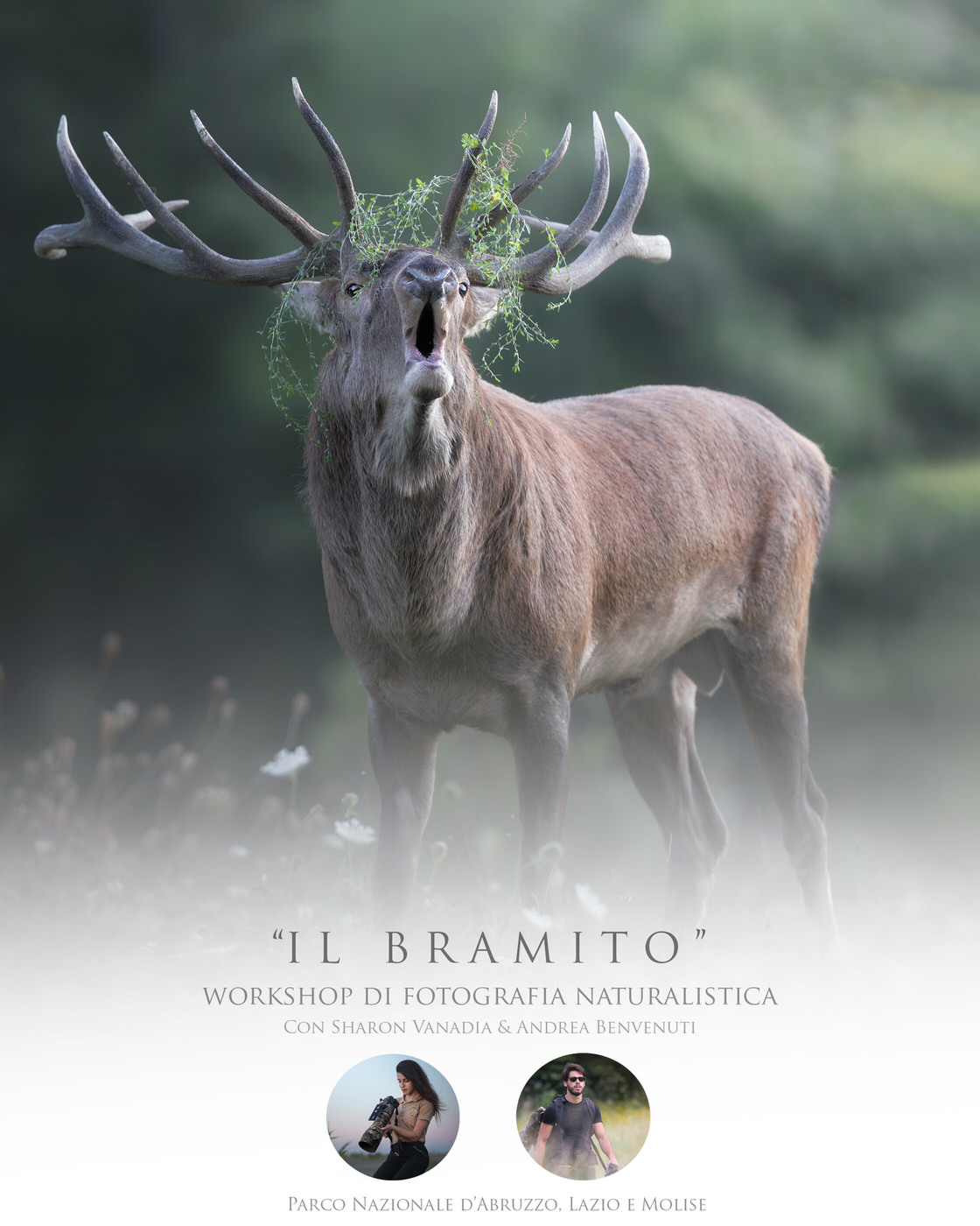Il bramito - workshop di fotografia naturalistica nel parco nazionale d'Abruzzo. Lazio e Molise