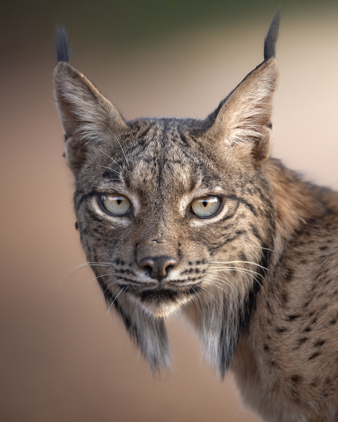 tour fotografico in Spagna - lince pardina