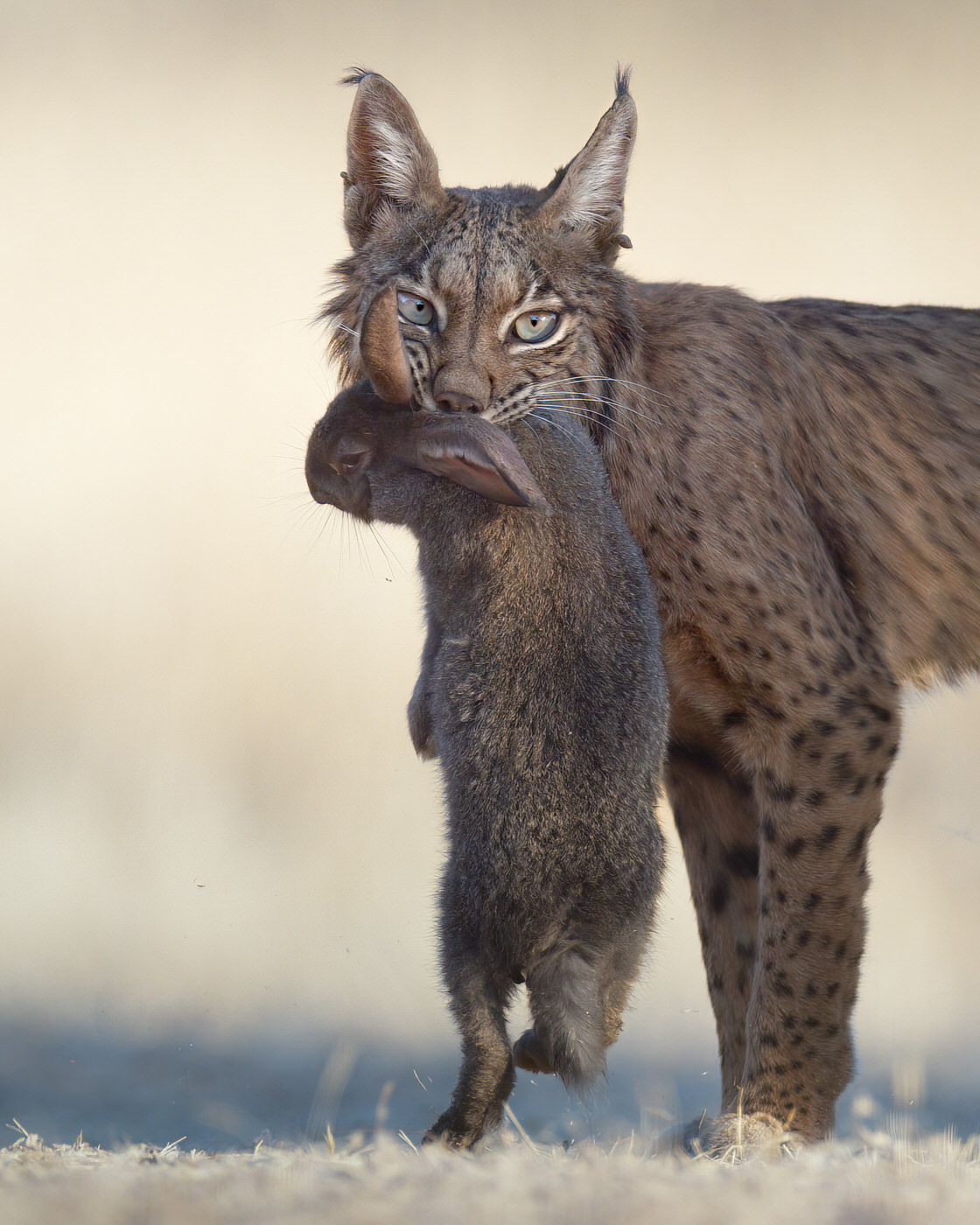 tour fotografico in Spagna - lince pardina