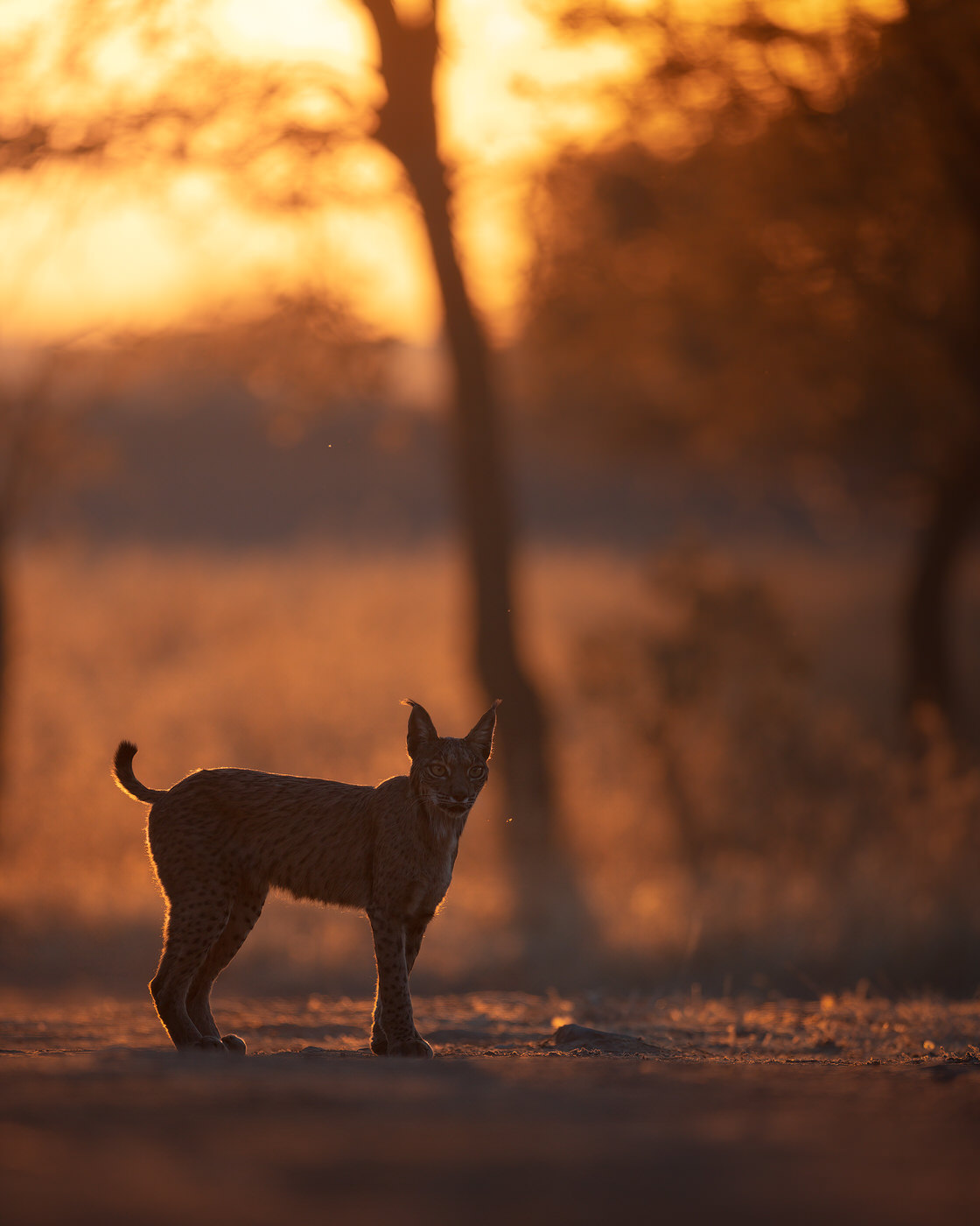 tour fotografico in Spagna - lince pardina