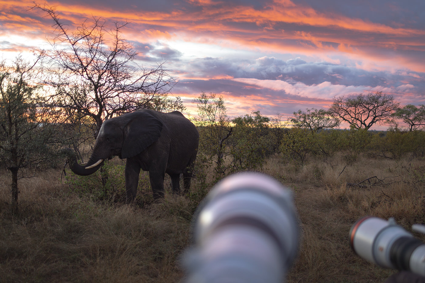 Pondoro game reserve luxury safari Michele Bavassano