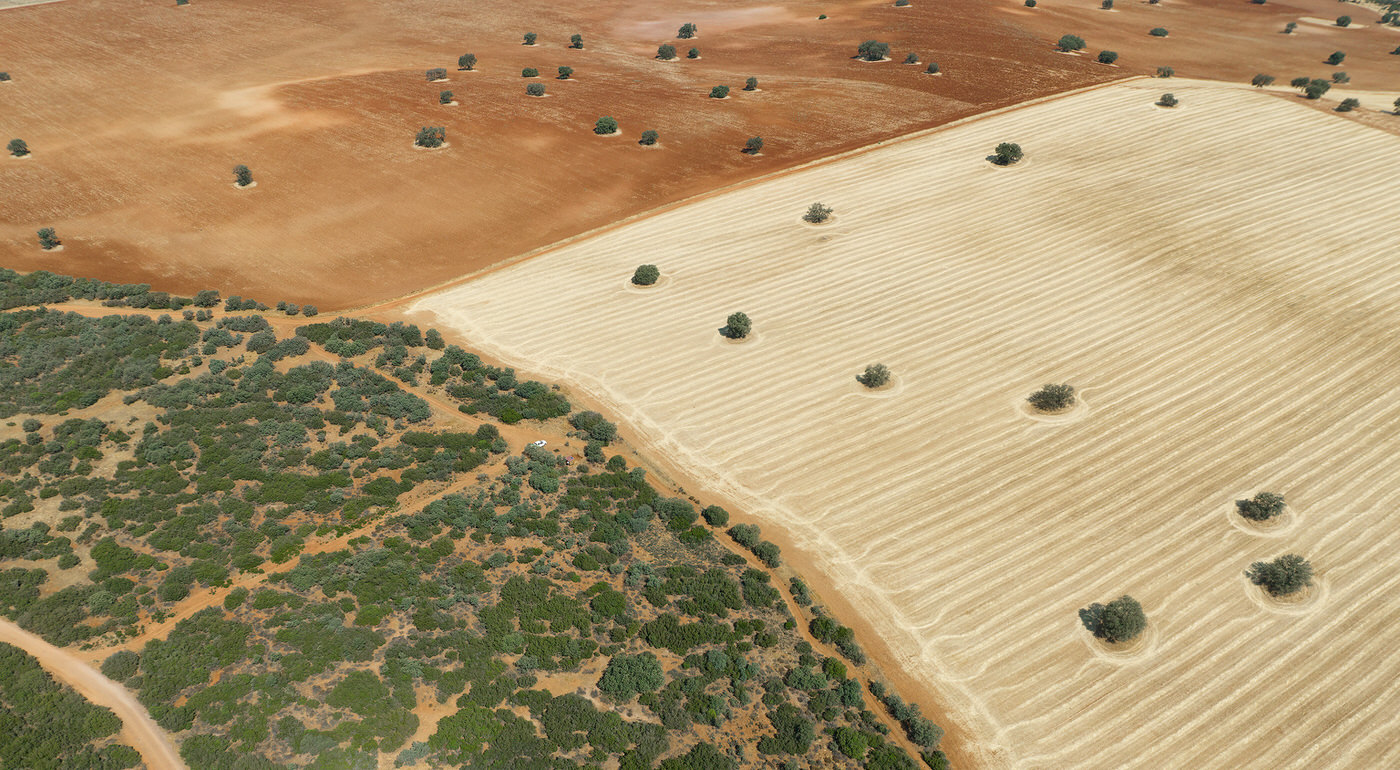 tour fotografico in Spagna - lince pardina