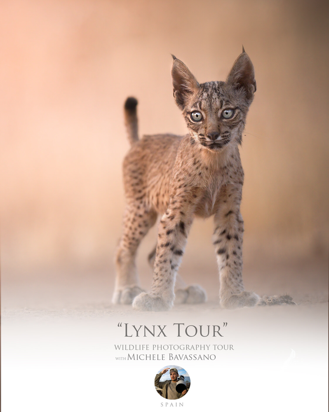 Lynx Tour - photographic tour spain