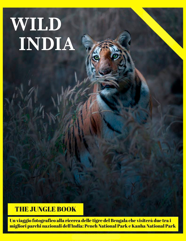 viaggio fotografico in India tigre del bengala