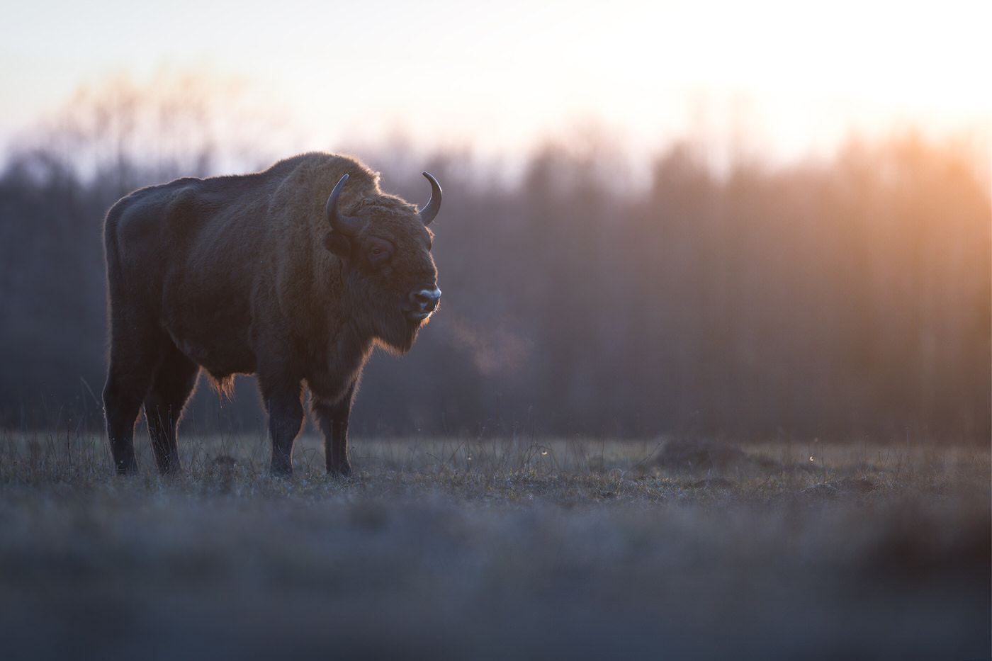 european bisons photographic tour Poland bialoweza