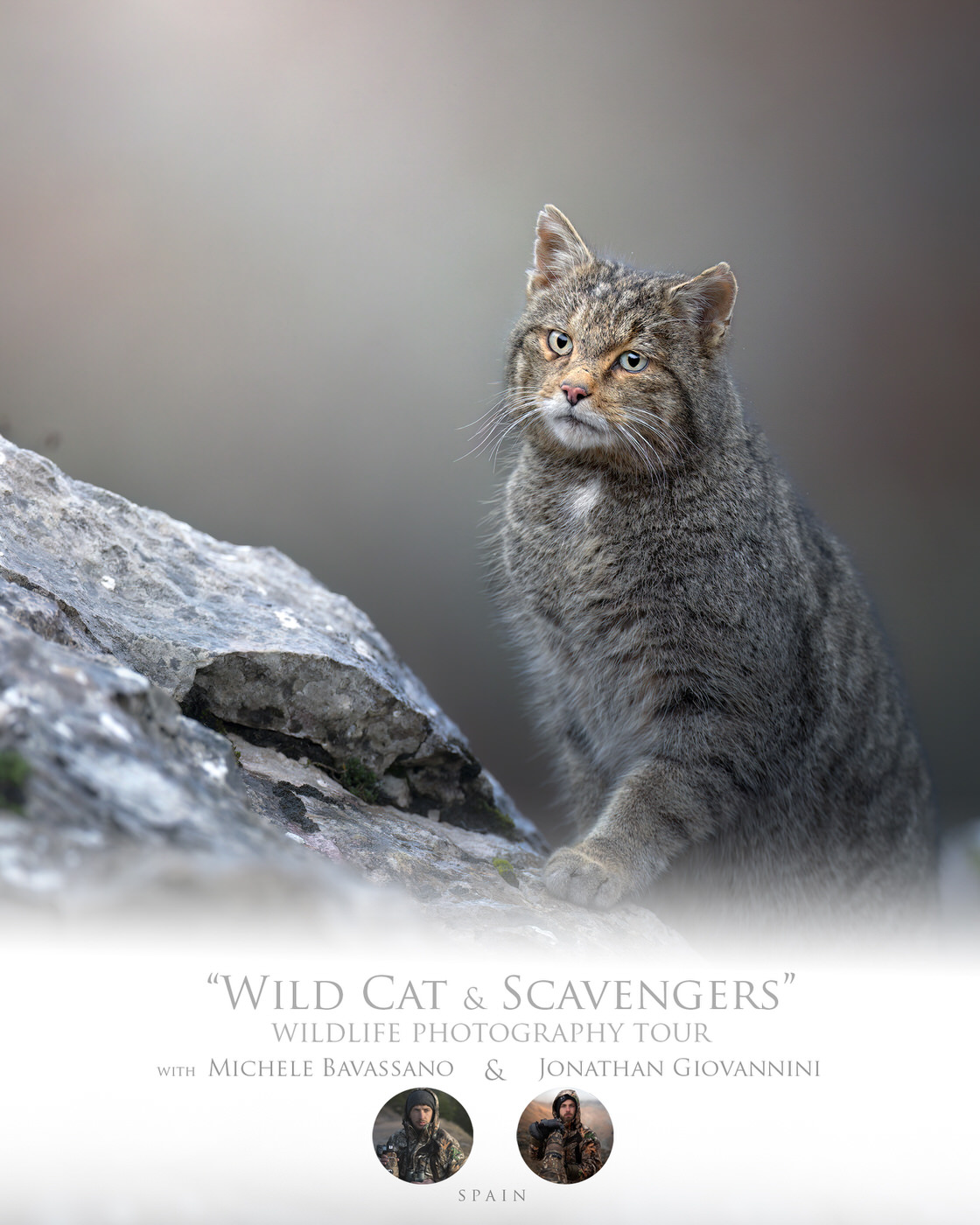 Wild Cat and Scavengers . photo tour