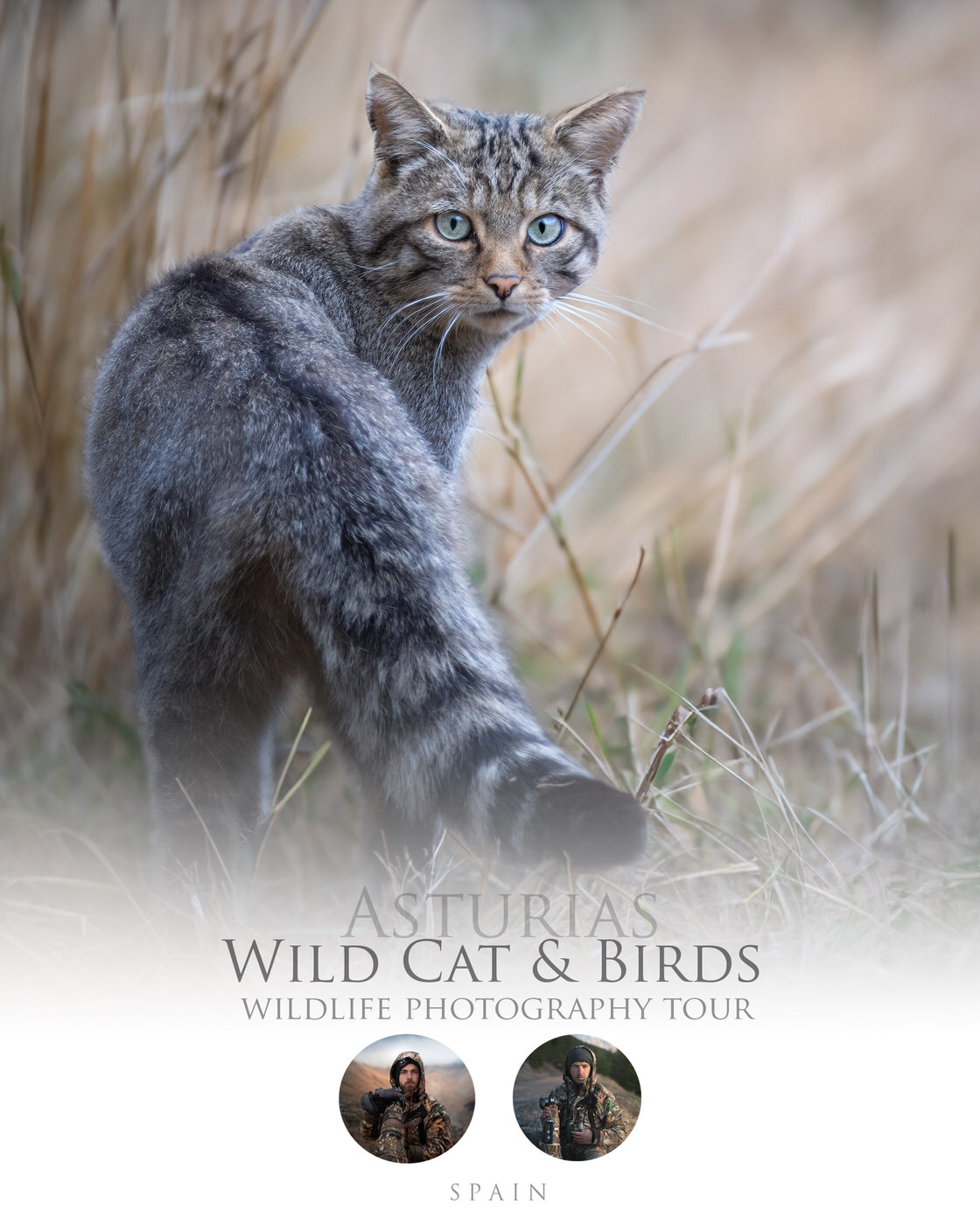 wild-cat-and-birds-phototour-spain