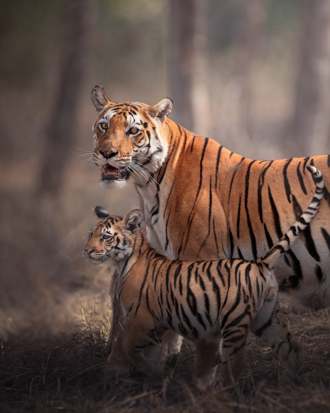 Tiger expedition - Viaggio fotografico in india - photographic tour india