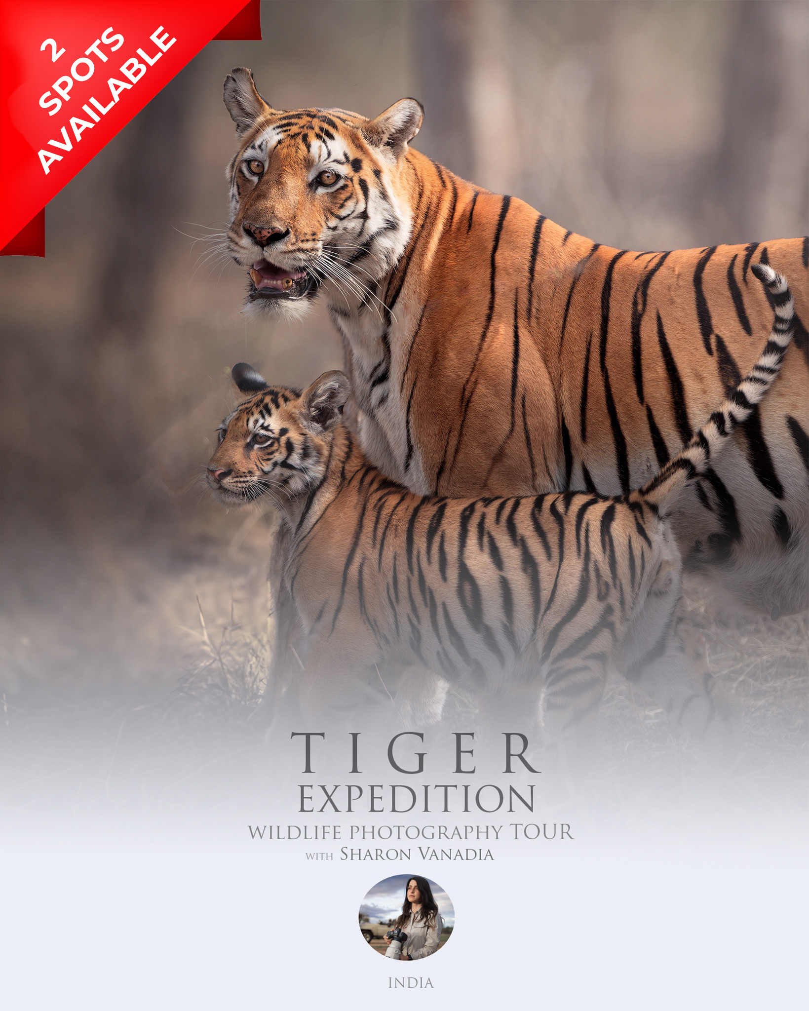 TIGER EXPEDITION - PHOTOGRAPHIC TOUR LOOKING FOR BENGAL TIGER INDIA