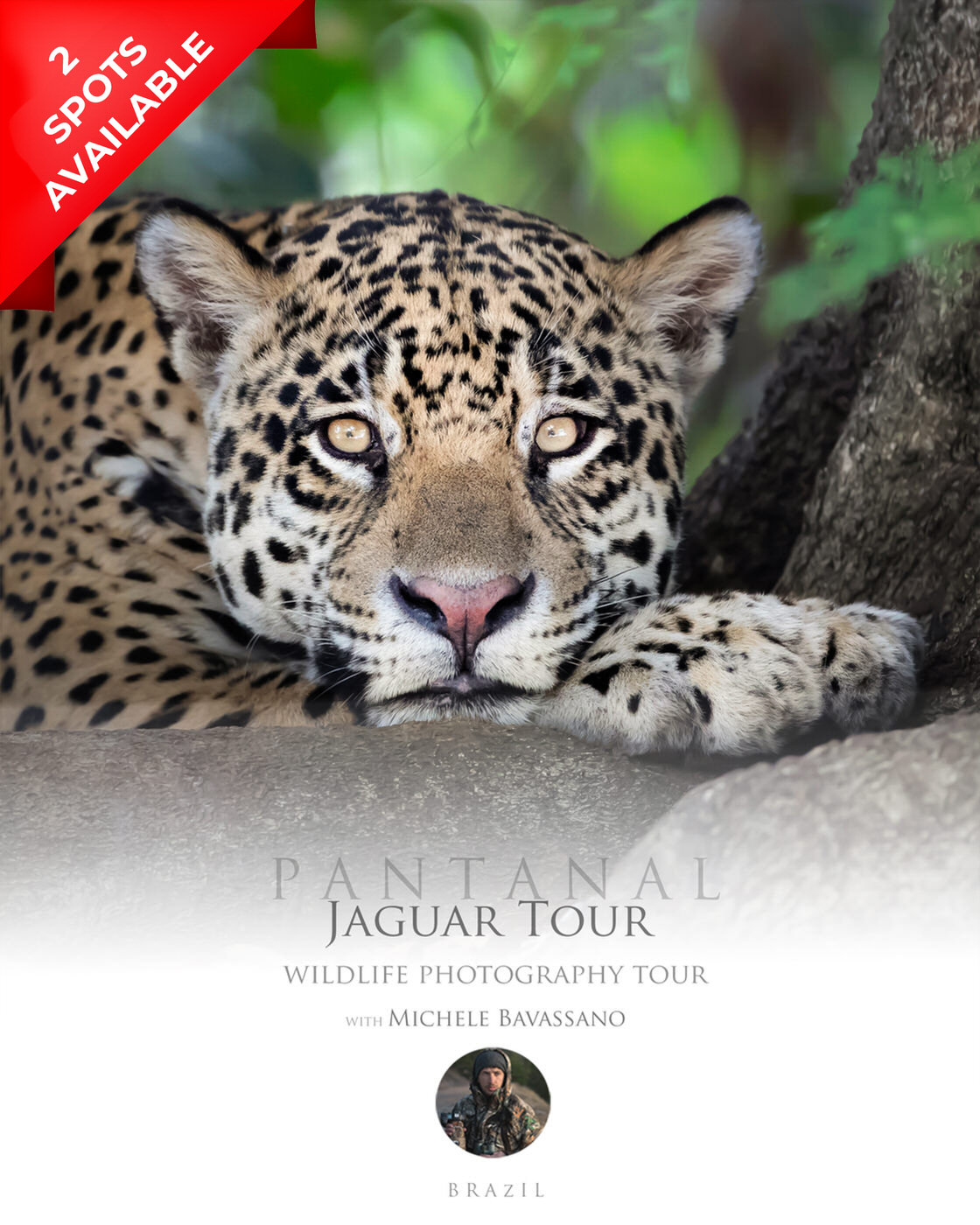 photographic-tour-pantanal-brasile-jaguar-michele-bavassano