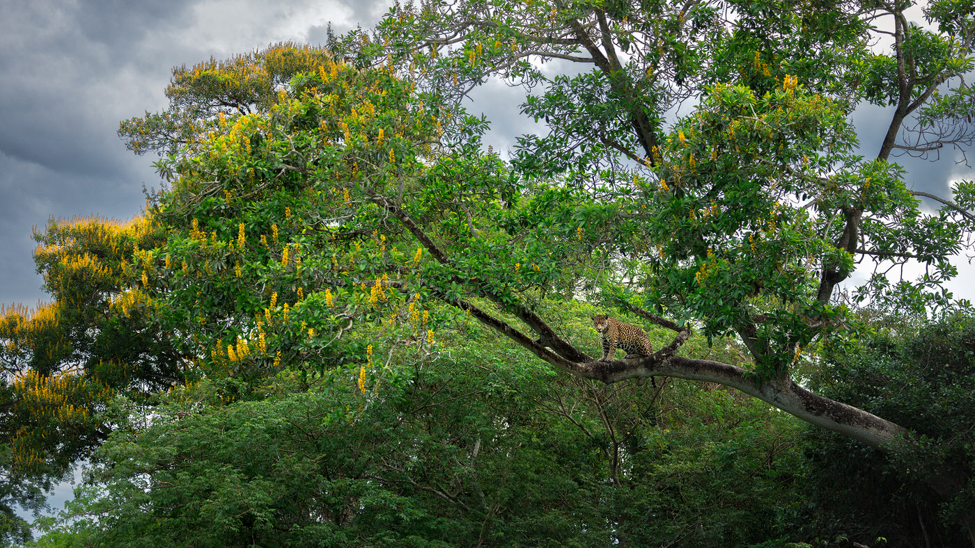 jaguar tour pantanal con Michele Bavassano photo tour