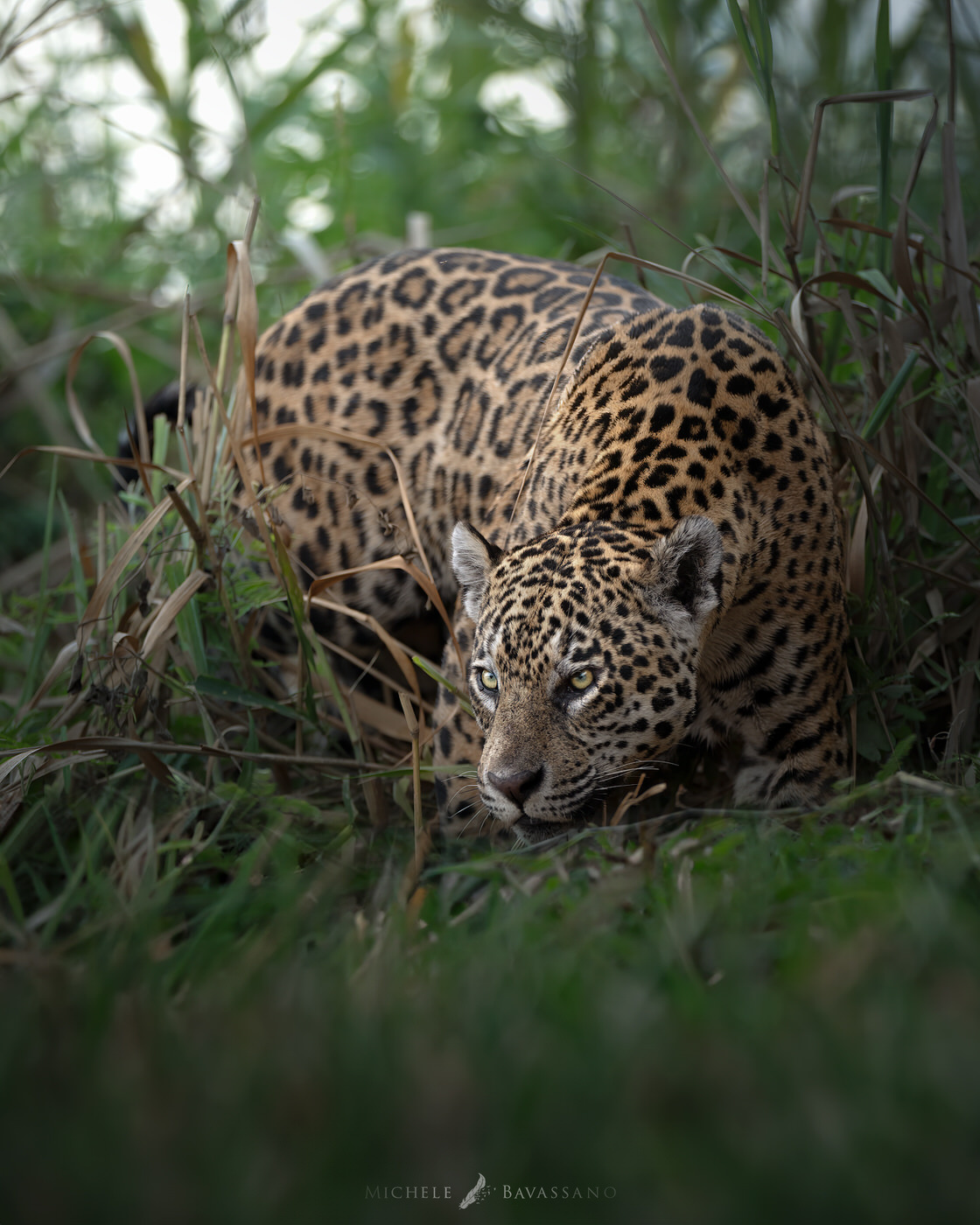 jaguar tour pantanal con Michele Bavassano photo tour