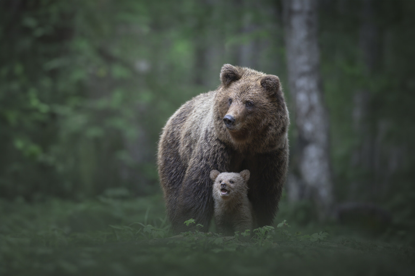 in-the-bear-forests-workshop-wildlife-photography-tour-slovenia