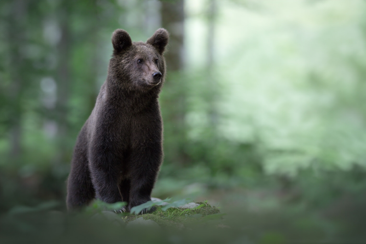 in-the-bear-forests-workshop-wildlife-photography-tour-slovenia