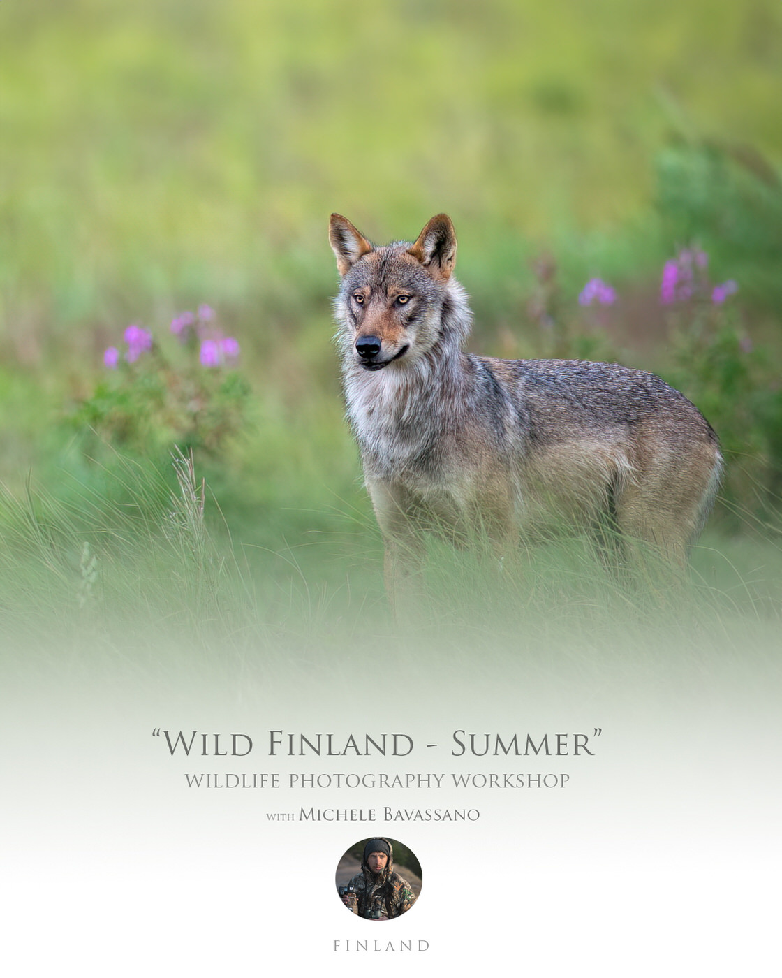 Wild Finland - Summer photographic workshop with Michele Bavassano